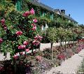 Jardins de Claude Monet24