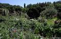Jardins de Claude Monet31
