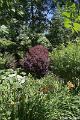 Jardins de Claude Monet6