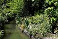 Jardins de Claude Monet7