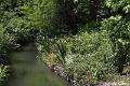 Jardins de Claude Monet8