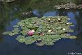 Jardins de Claude Monet9