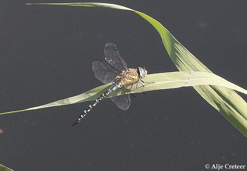 macro met ruis10.JPG