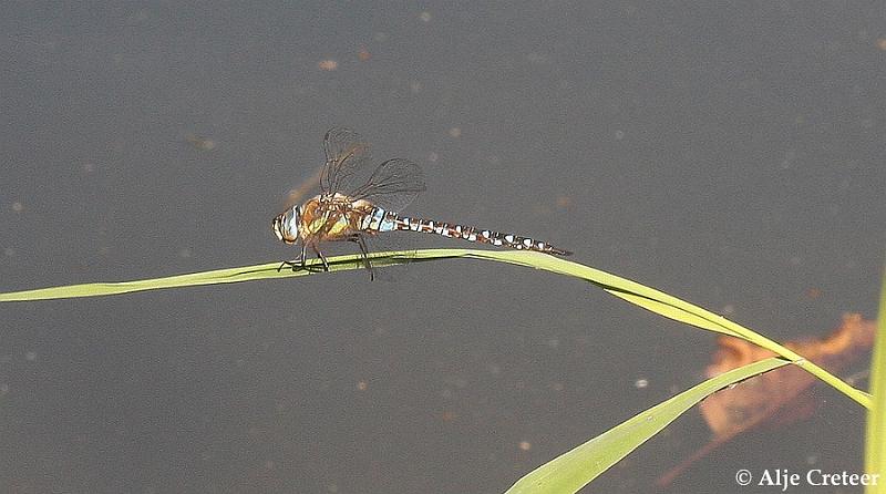 macro met ruis15.JPG