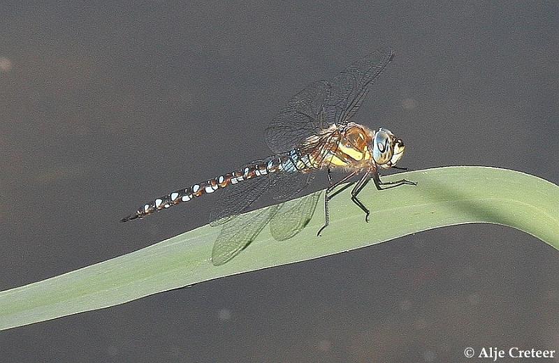 macro met ruis16.JPG