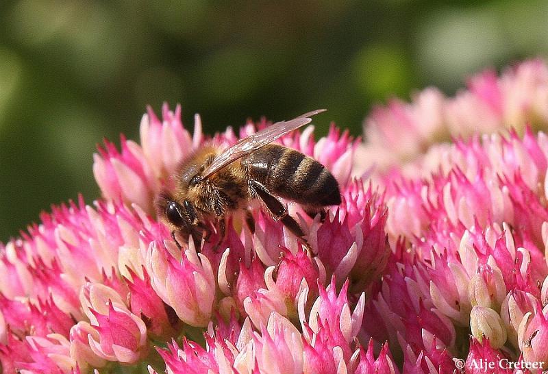 macro met ruis3.JPG
