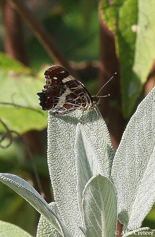 macro met ruis7.JPG