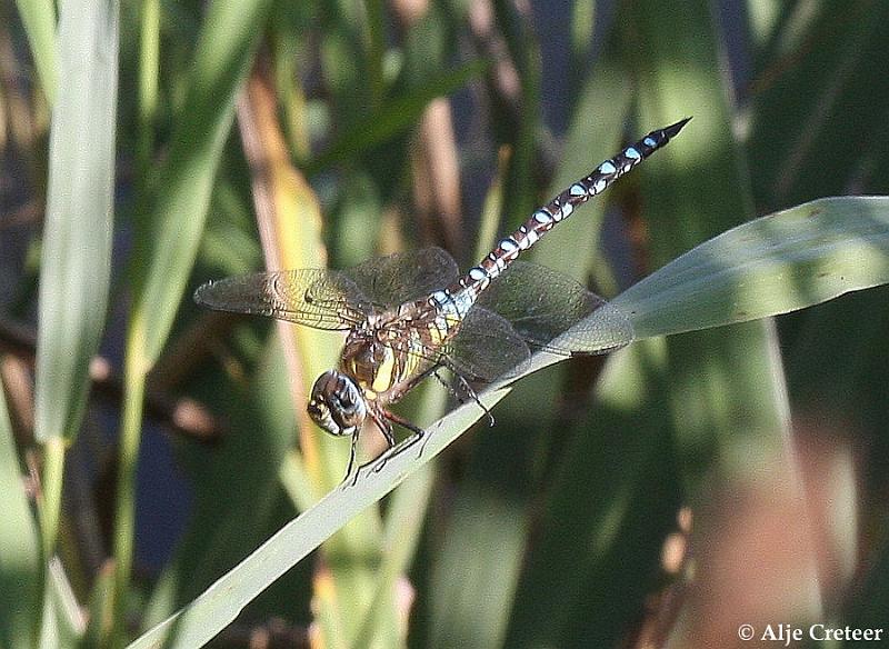 macro met ruis9.JPG
