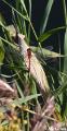 macro met ruis11