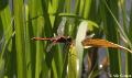 macro met ruis12