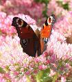 macro met ruis8