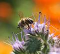 Macro met ruis