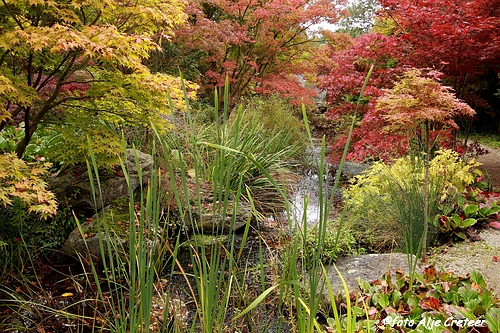 Herfst in Arcen10.JPG