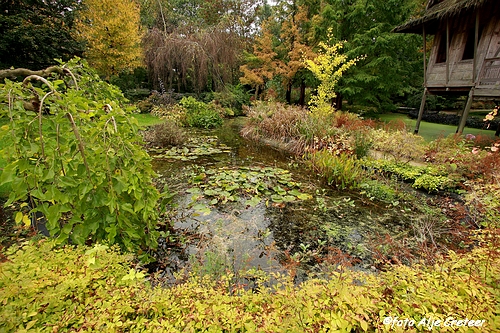 Herfst in Arcen11.JPG