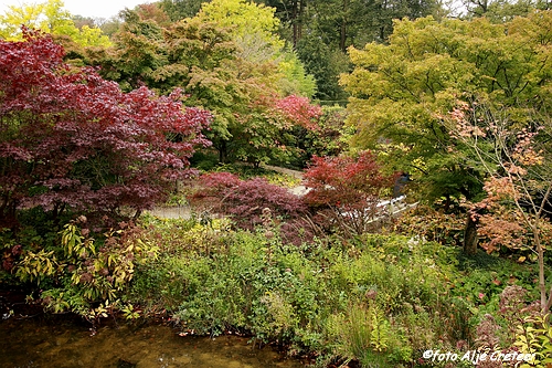 Herfst in Arcen16.JPG