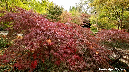 Herfst in Arcen2.JPG