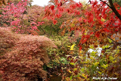 Herfst in Arcen35.JPG