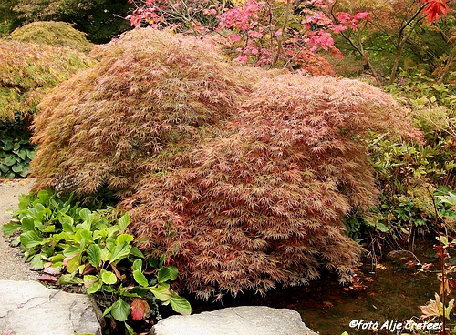 Herfst in Arcen36.JPG