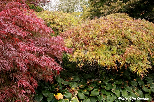 Herfst in Arcen40.JPG