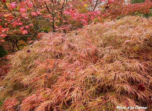 Herfst in Arcen41.JPG