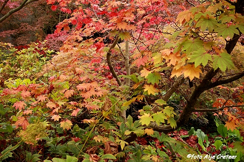 Herfst in Arcen44.JPG