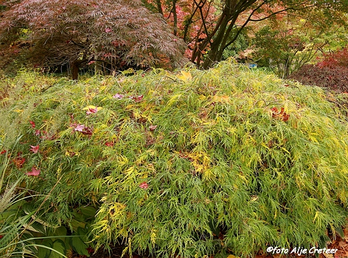 Herfst in Arcen48.JPG