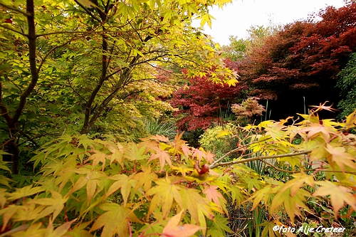 Herfst in Arcen6.JPG