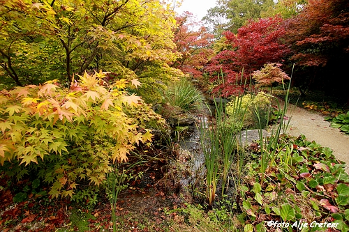 Herfst in Arcen7.JPG