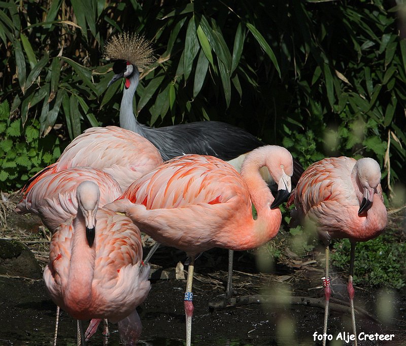 dierentuin11.JPG