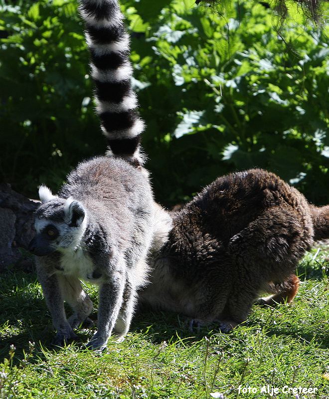 dierentuin20.JPG