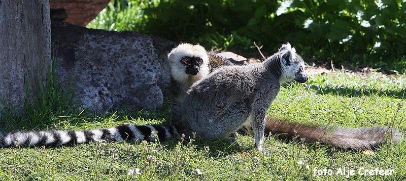 dierentuin21.JPG