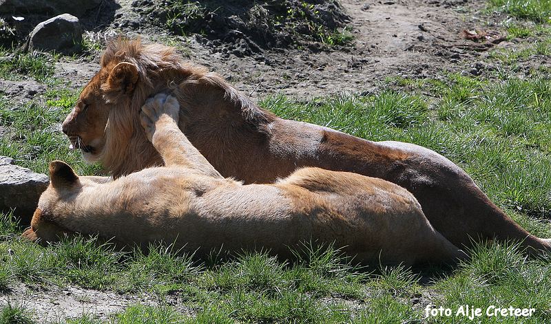 dierentuin24.JPG