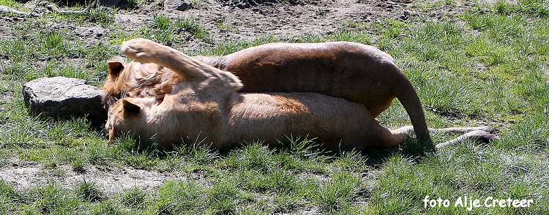 dierentuin26.JPG