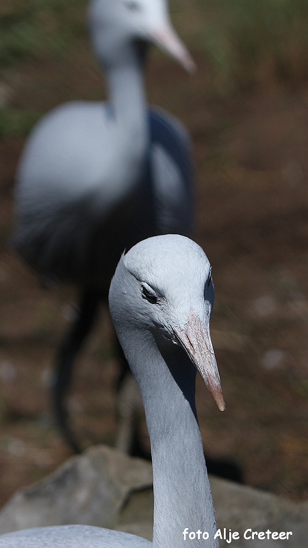 dierentuin28.JPG