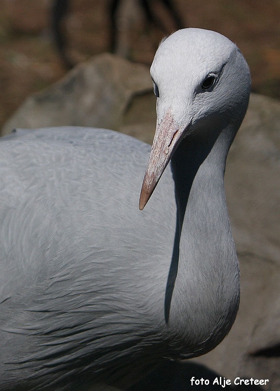 dierentuin29.JPG