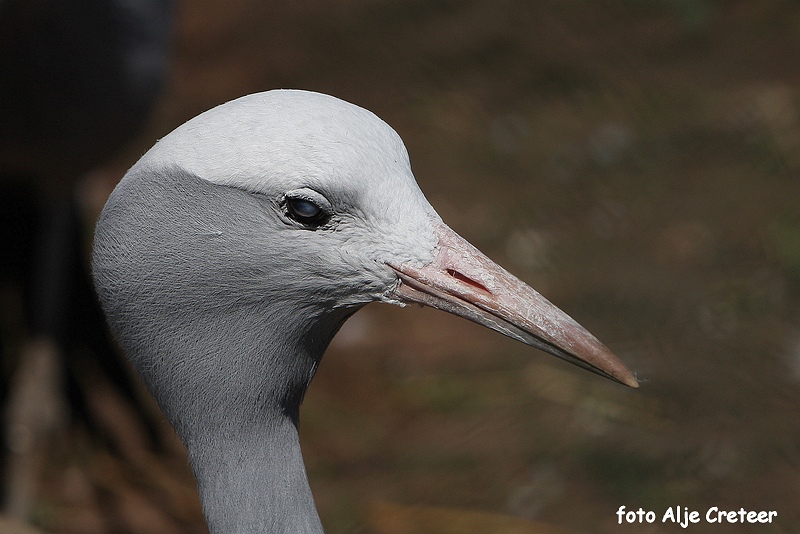 dierentuin30.JPG