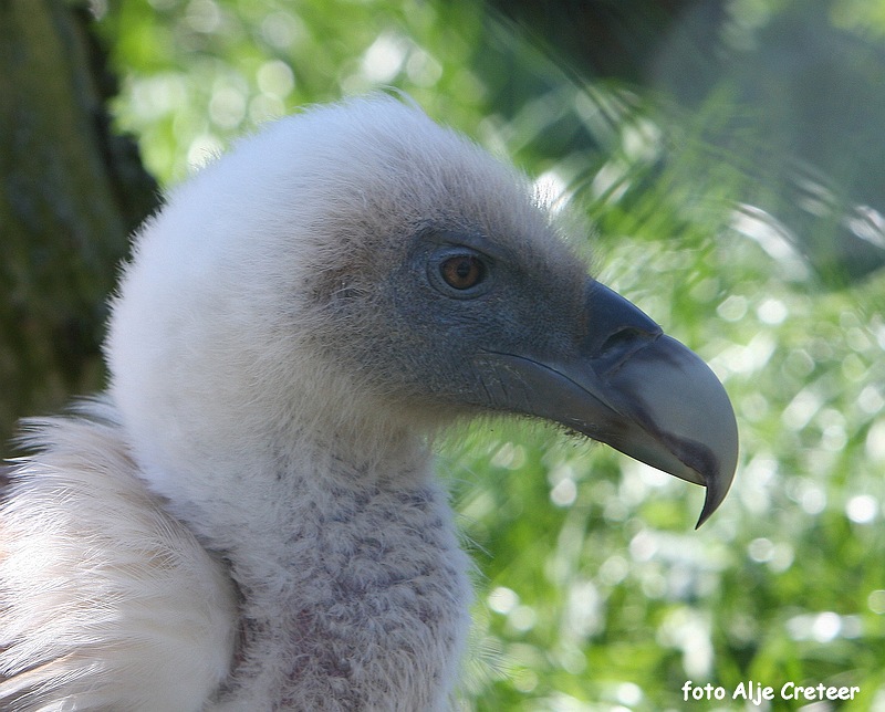 dierentuin34.JPG