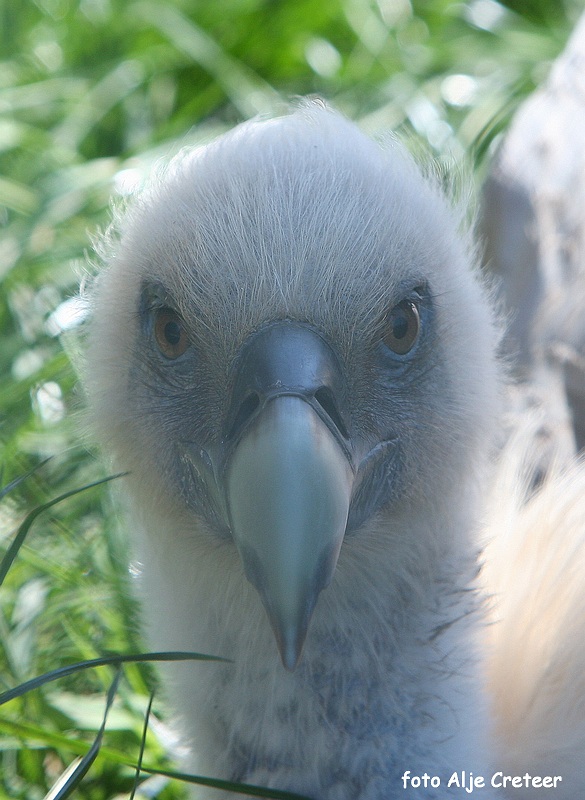 dierentuin35.JPG