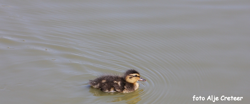 dierentuin37.JPG