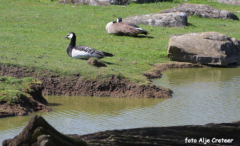 dierentuin40.JPG