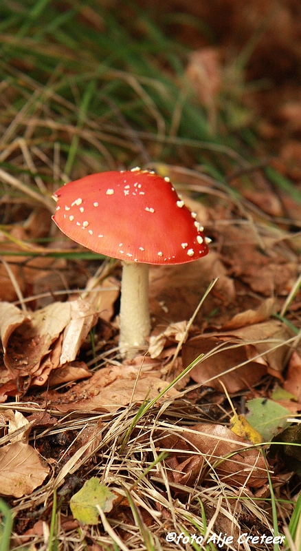 paddestoelen10.JPG