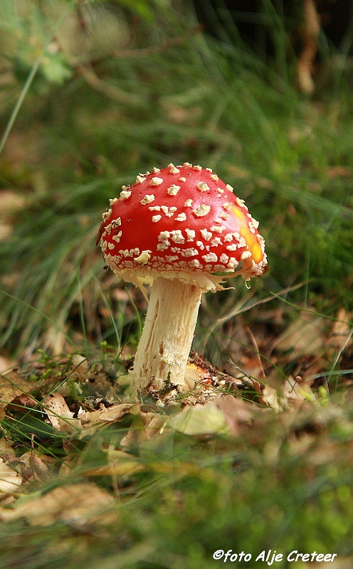 paddestoelen15.JPG