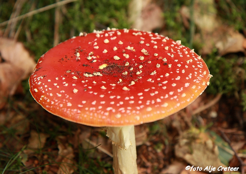 paddestoelen22.JPG