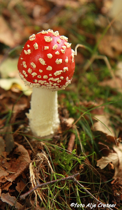 paddestoelen23.JPG