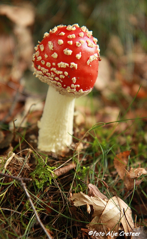 paddestoelen24.JPG