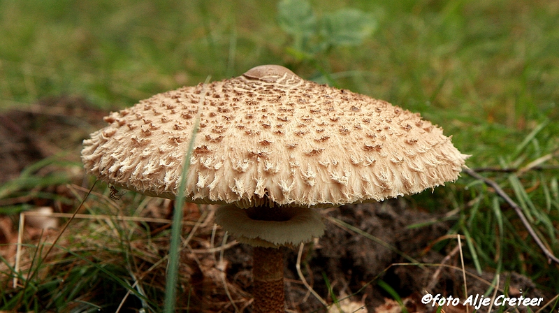 paddestoelen8.JPG