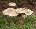 paddestoelen1