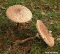 paddestoelen6