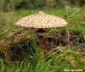 paddestoelen7