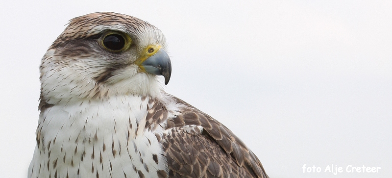 Vogels10.JPG